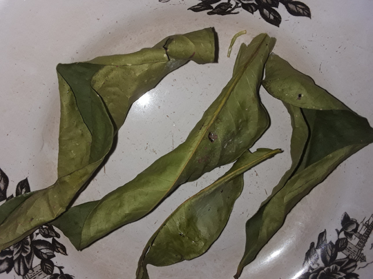 Pindang Patin Istimewa Bebas Bau Amis, Yuk Intip Resepnya!