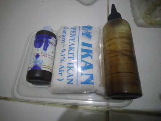 Cara dan Tips Agar Menghasilkan Banyak Anakan Ikan Cupang