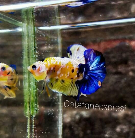 Cara merawat ikan cupang versi CATATAN EKSPRESI