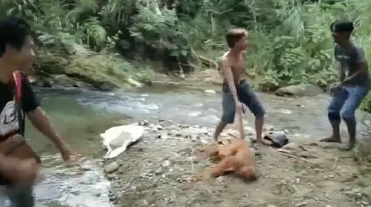 Penyiksa Satwa Langka Simpai di Sumbar Ditangkap!