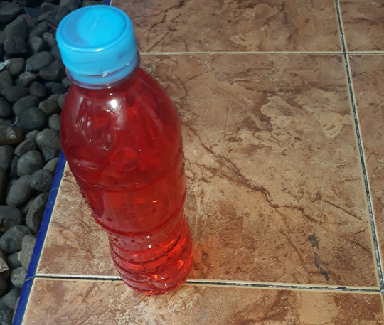 Cara Usir Ayam dari Teras Rumah Berbekal Botol Bekas dan Pewarna, Terbukti Ampuh!