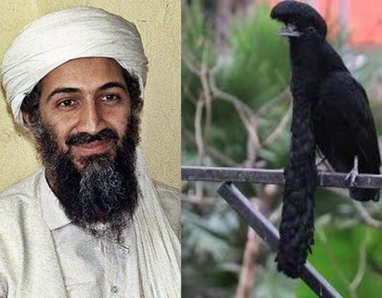 Burung Aneh Yang Bikin Kamu Gagal Fokus!! Jenggotnya Panjang Mirip Osama Bin Laden?