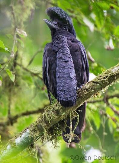 Burung Aneh Yang Bikin Kamu Gagal Fokus!! Jenggotnya Panjang Mirip Osama Bin Laden?