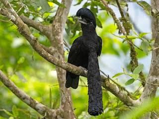Burung Aneh Yang Bikin Kamu Gagal Fokus!! Jenggotnya Panjang Mirip Osama Bin Laden?