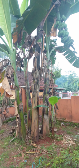 Aneka Olahan Pisang Untuk Menu Takjil, Mana Kesukaan Agan?