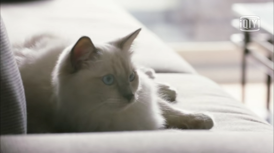 Cara Mendekati Kucing Liar