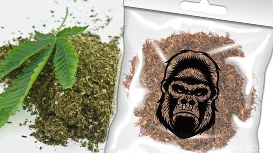 Stop Bilang Tembakau Gorila = Ganja Sintetis. Itu Hoax Besar ! Cekidot 5 Perbedaannya