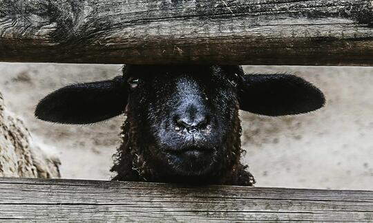 Baa Baa Black Sheep, Lagu Anak dengan Kisah Kelam