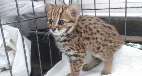 Warga Kediri 'Nemu' Anak Kucing Hutan Langka Nyasar ke Perkampungan