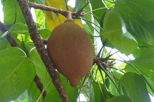 Keluwek, Sebenarnya Buah Beracun Tapi Malah Dijadikan Bumbu Dapur, Kok Bisa?