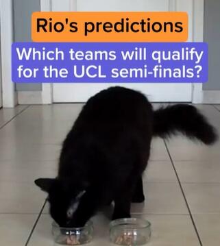 Kenalin Rio Kucing Hitam Saingannya Paul Gurita! Tebakan UCLnya Tepat Semua!