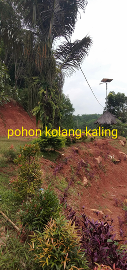 Kolang-kaling Tetap Menjadi Primadona di Bulan Ramadhan