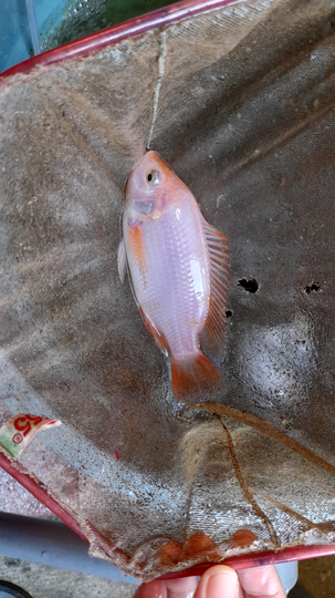 MENANAM SAYURAN DENGAN SISTEM AKUAPONIK SEKALIAN BISA DAPAT BONUS IKAN