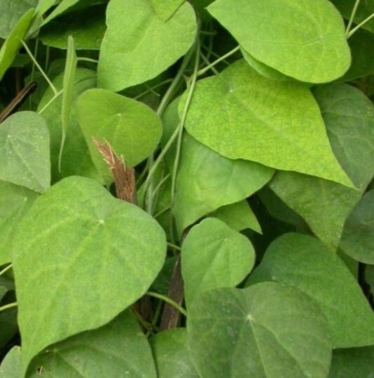 Demi Takjil Es Cincau Hijau Nikmat Bikinan Sendiri, Ane Berburu Daunnya di Hutan