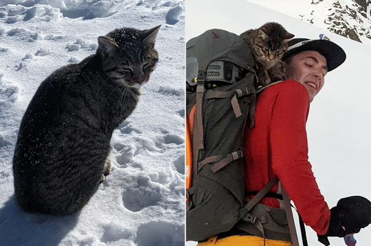 Greget! Kucing Ini Ditemukan Nyasar Selama 4 Hari di Gunung Bersalju