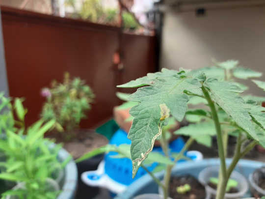 TANAMANMU DISERANG HAMA LEAF MINER? CEGAH SERANGANNYA MENGGUNAKAN CARA INI.