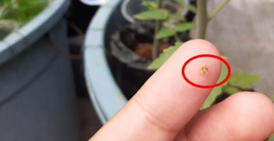 TANAMANMU DISERANG HAMA LEAF MINER? CEGAH SERANGANNYA MENGGUNAKAN CARA INI.