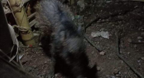 Cara Tangkap Babi Ngepet di Sawangan Depok, 12 Warga Telanjang