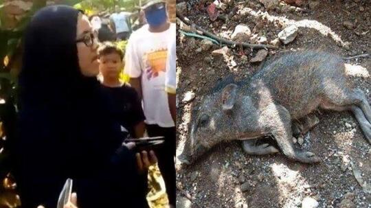 Zaman Udah Modern, Masih Aja Percaya Babi Ngepet!! Negara Lain Udah Neliti Mars