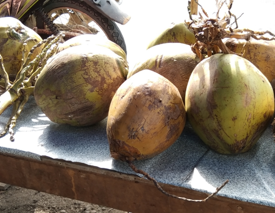 UMKM Hasil Berkebun Di Ladang, Berkah Dari Keringat Sendiri Itu Lebih Bermakna!