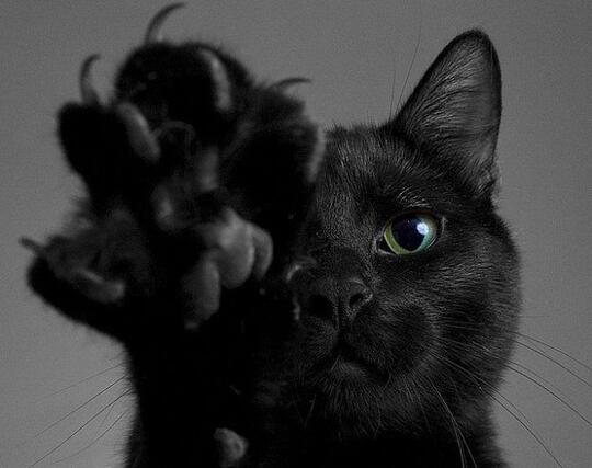 Sebagai Pembawa Sial, Inilah Beberapa Hal Menarik Dari Kucing Hitam