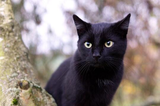 Sebagai Pembawa Sial, Inilah Beberapa Hal Menarik Dari Kucing Hitam