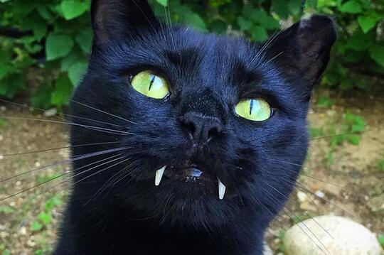 Sebagai Pembawa Sial, Inilah Beberapa Hal Menarik Dari Kucing Hitam