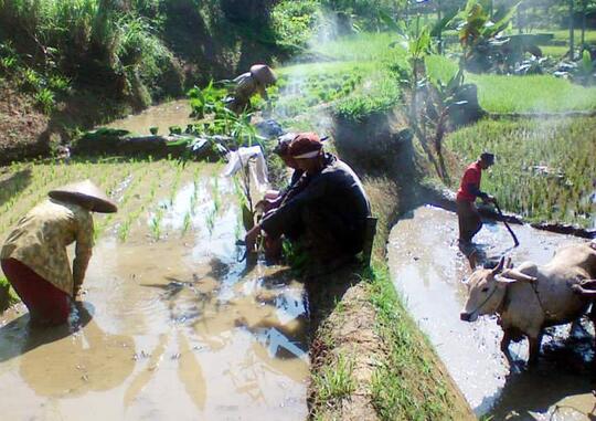 Ritual Mitembeyan: Tradisi Suku Sunda Dalam Bertani
