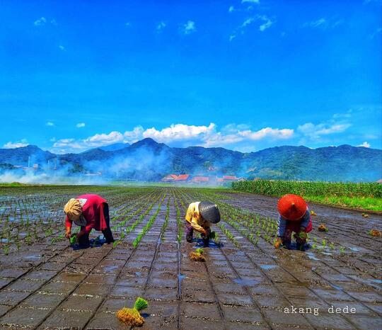 Ritual Mitembeyan: Tradisi Suku Sunda Dalam Bertani