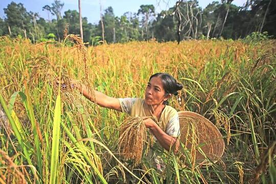 Ritual Mitembeyan: Tradisi Suku Sunda Dalam Bertani