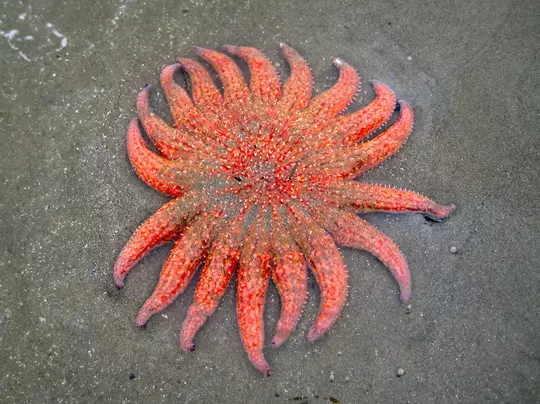Waduh! Bintang Laut Unik ini Dilanda Kepunahan, Kira-Kira Karena Apa Ya?
