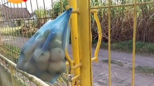 Ijin Minta Jambu Lewat Surat, Anak SD Ini Menyindir Para Koruptor