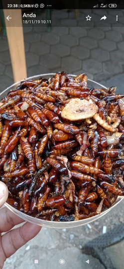 Aneka Kuliner Berbahan Serangga, Ternyata Lezat Dan Kaya Protein Loh!