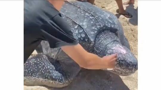 Fakta Unik Penyu Belimbing, Hewan Langka yang Sempat Viral karena Tersesat di Rawa