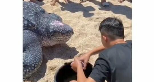 Fakta Unik Penyu Belimbing, Hewan Langka yang Sempat Viral karena Tersesat di Rawa