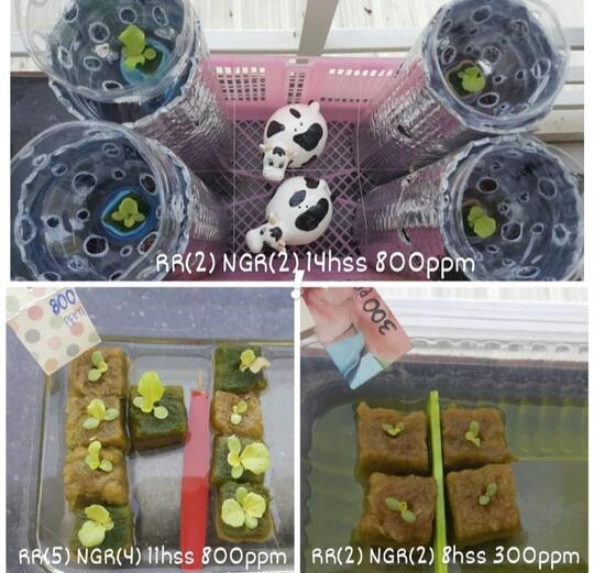 Investasi Lingkungan Hidup untuk Masa Depan Versi Ane, Mulai dari Hal Terkecil