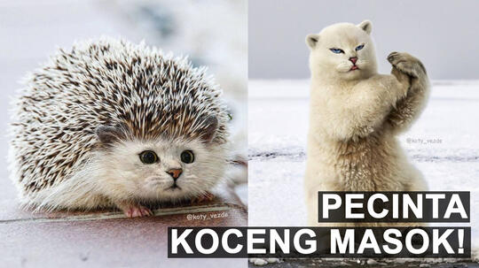Yok Santai Sejenak, Melihat Koceng-Koceng Lucu di Sini. Sekalian Ngulik Faktanya.