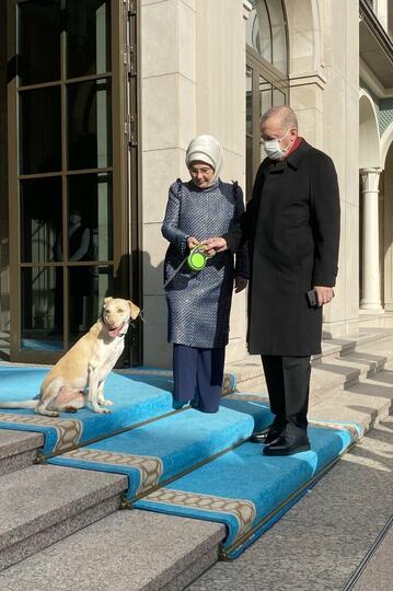 Ustad Somad Disemprot: Anjing Lebih Terhormat!