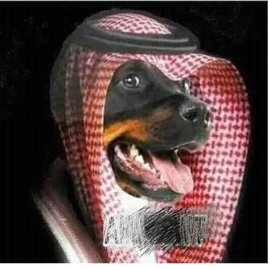 Ustad Somad Disemprot: Anjing Lebih Terhormat!