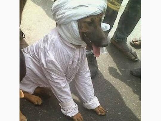Ustad Somad Disemprot: Anjing Lebih Terhormat!
