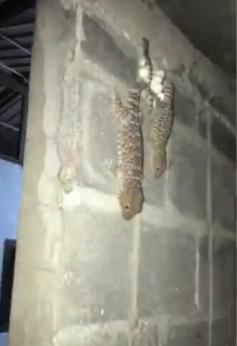 Sepasang Tokek Kawin dan Bertelur Di Dinding Rumah, Begini Penjelasannya