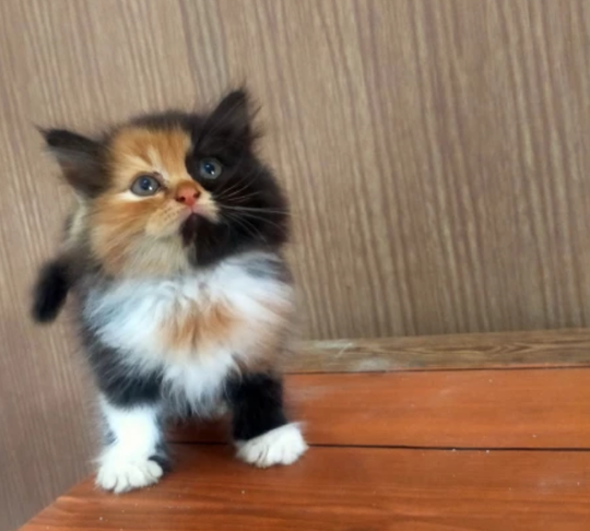 Kenapa Sulit Menemukan Kucing Belang Tiga Berkelamin Jantan?