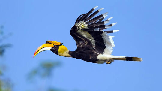 Cegah Kepunahan Burung Enggang Khas Kalimantan TImur dengan Teknologi Reproduksi