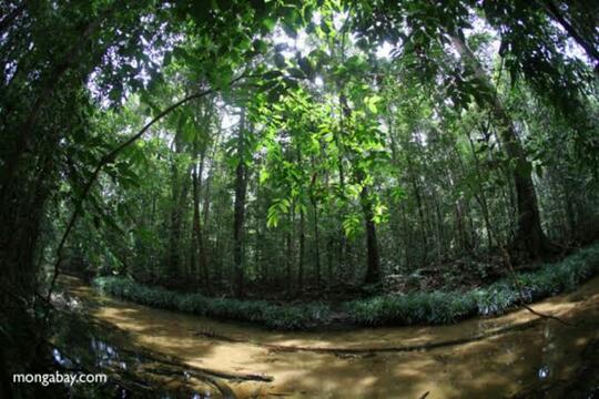 Menciptakan Kawasan Hijau Dengan Inovasi Eco Park Di Samurangau