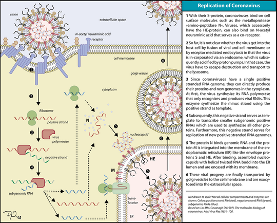 Sejarah Virus Corona