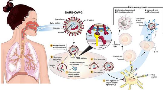 Sejarah Virus Corona