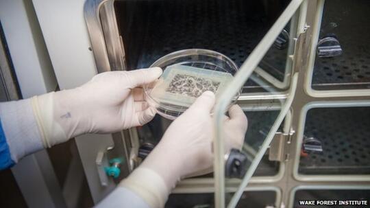 Wah Ternyata Vagina Bisa Ditumbuhkan di Laboratorium! Ane Baru Tahu