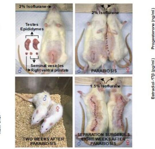 Gile Bener, Ilmuwan Dari Cina Berhasil Buat Tikus Jantan Melahirkan Anak