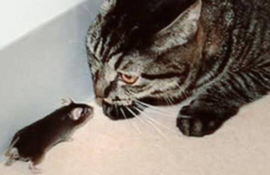 Terungkap, Kenapa Kucing Zaman Now 'Emoh' Berburu Tikus (Analisa Dari Ahlinya Ahli)