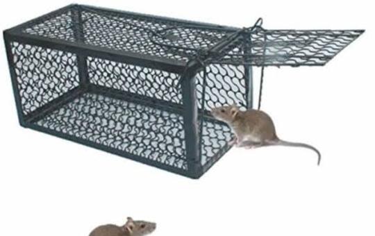 Terungkap, Kenapa Kucing Zaman Now 'Emoh' Berburu Tikus (Analisa Dari Ahlinya Ahli)